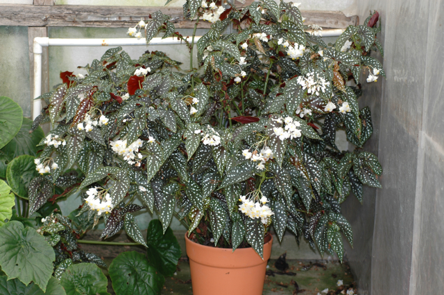 B. ‘Mandela’